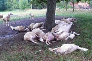 Udar groma ubio mu 20-ak ovaca, pomoć stiže od ljudi velikog srca