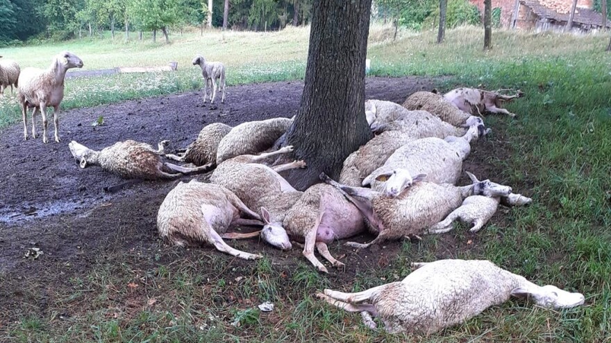 Udar groma ubio mu 20-ak ovaca, pomoć stiže od ljudi velikog srca