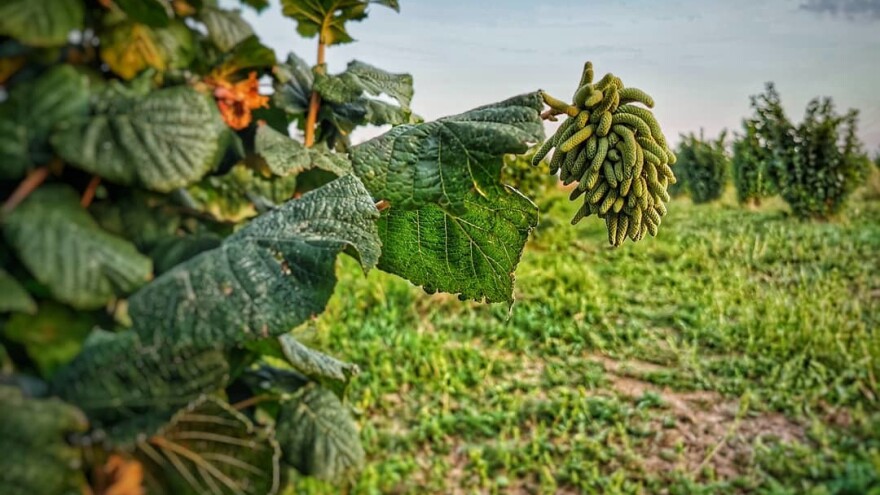 Tomislav Haršanji: U čemu vidim vrijednost poljoprivrede