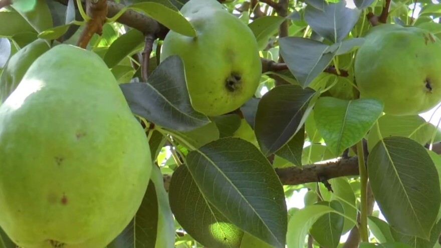 Za dobar prinos je pored zimske, važna i letnja rezidba voćaka?