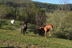 Zašto i kako se obavlja parazitološki pregled izmeta konja?