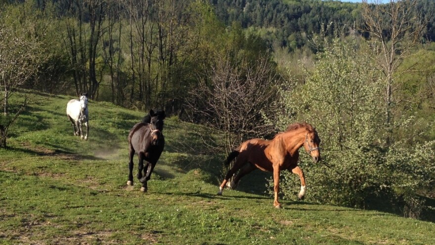 Zašto i kako se obavlja parazitološki pregled izmeta konja?