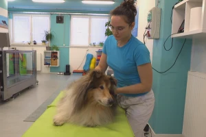 Veterinarka pokrenula jedinstveni centar za rehabilitaciju pasa
