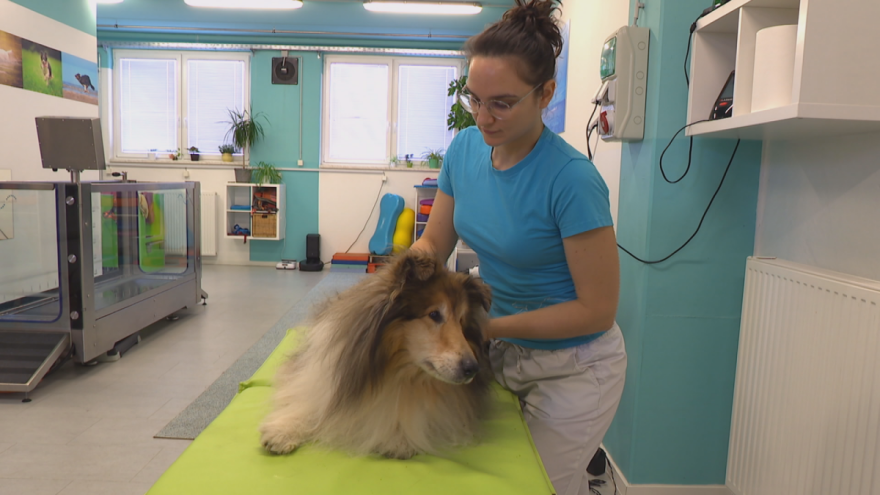 Veterinarka pokrenula jedinstveni centar za rehabilitaciju pasa