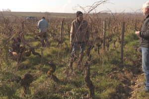 Snima filmove za vinogradare i time pomaže u njihovoj promociji