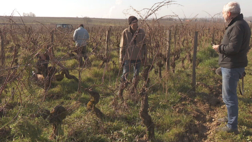 Snima filmove za vinogradare i time pomaže u njihovoj promociji