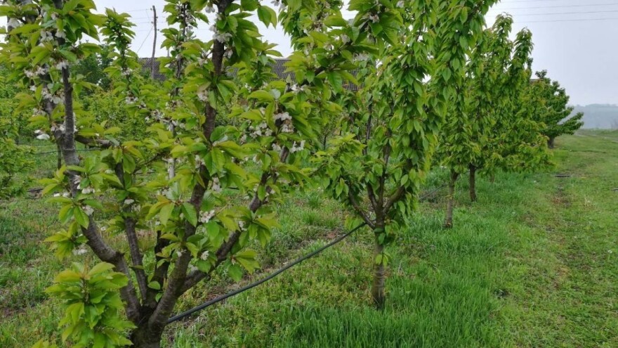 Bolji rod trešnje, uprkos mrazu, uticaće na cenu