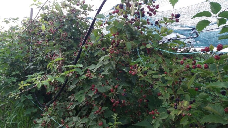 Srpska kupina ima potencijal na ruskom tržištu, ali je nema dovoljno