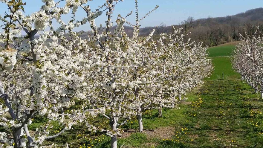 Značaj divljih pčela u oprašivanju voća je izuzetan