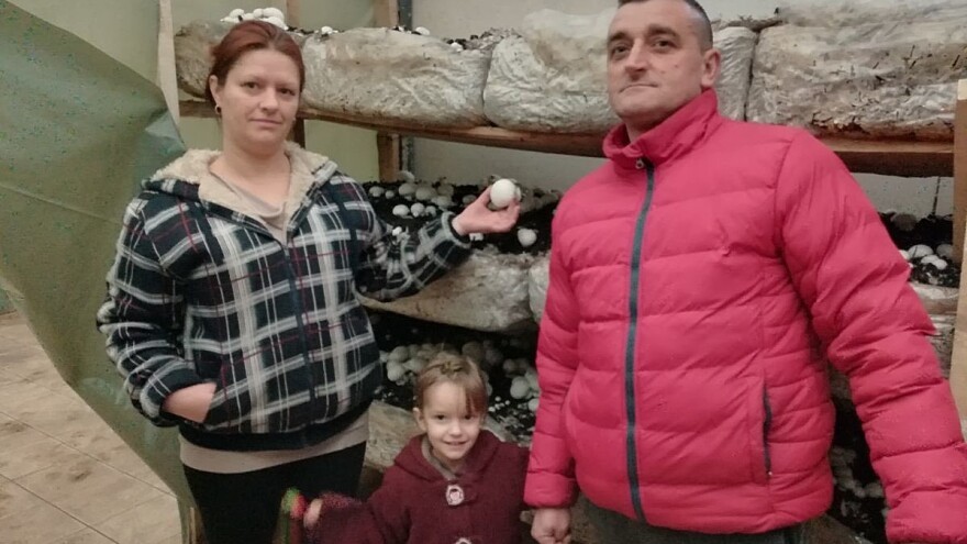 Šakanovići ustrajali u proizvodnji šampinjona - danas su uspješni