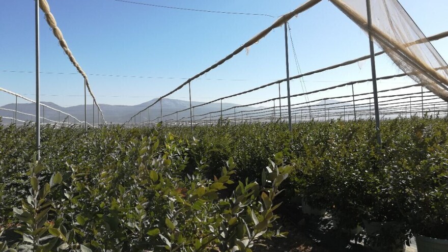 Antalija: Turski agrarni gigant koji i dalje raste