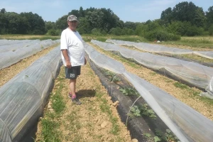 Kupci se uvijek vraćaju Pekarićima - nema slađe lubenice od one s tezge kraj puta