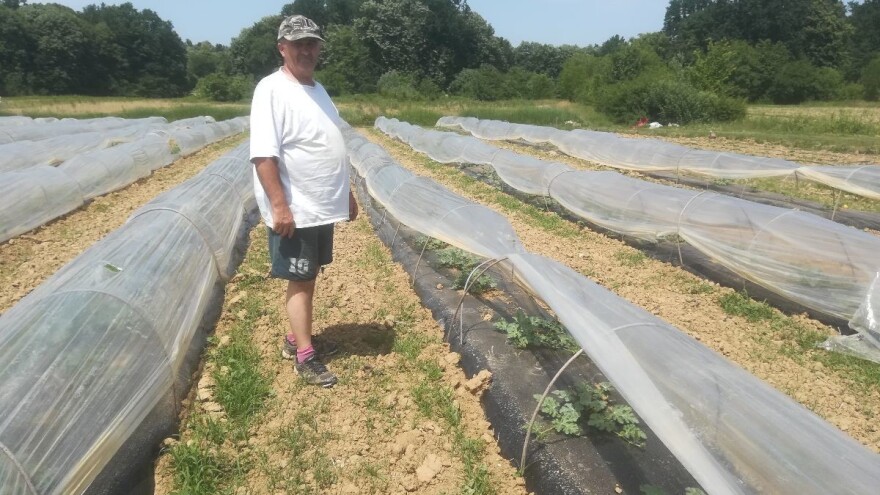 Kupci se uvijek vraćaju Pekarićima - nema slađe lubenice od one s tezge kraj puta