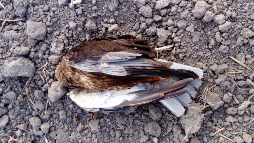 Otrovane zaštićene vrste - potrebna hitna istraga, apeluje resorno ministarstvo