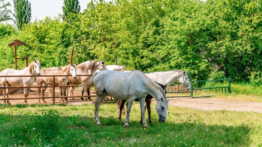 Na prodaju šest lipicanera i jedan dorat, evo početnih cijena