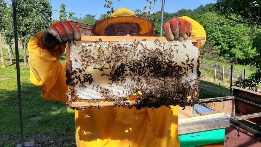 Pčelarstvo za početnike - šta vam treba i kada početi formirati svoj pčelinjak?