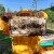 Pčelarstvo za početnike - što vam treba i kada početi formirati svoj pčelinjak?