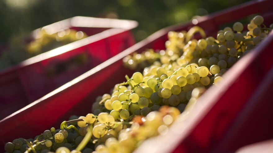 Vinistra najavila En Primeur mladih malvazija