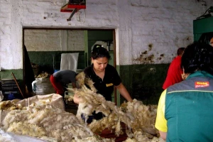 Na Tamišu neguju tradiciju pranja vune