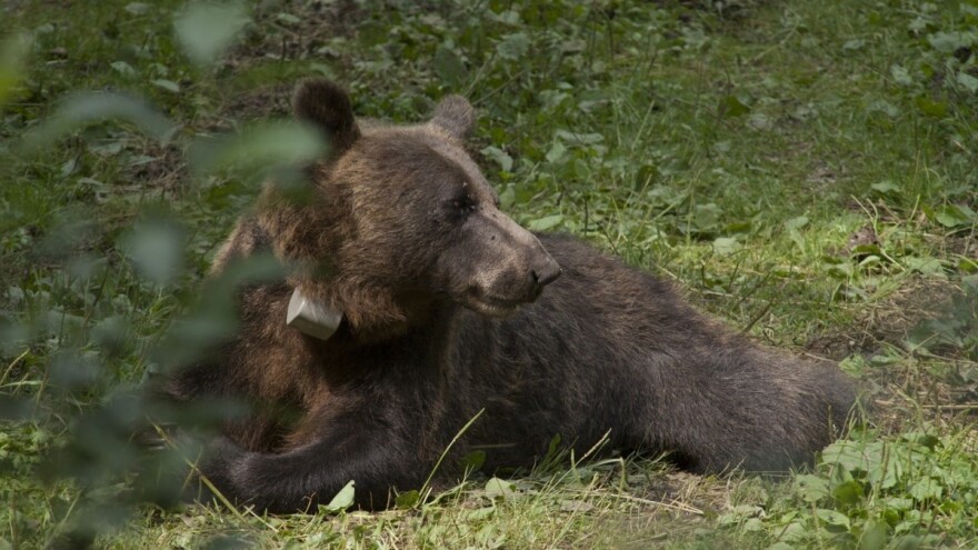 Medvjed Aleksandar je pravi ženskaroš, kako će se pokazati Jelisaveta?