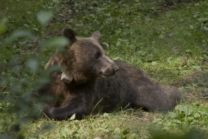 Ni sneg na Goliji ne zadržava medvede u pohodu na košnice