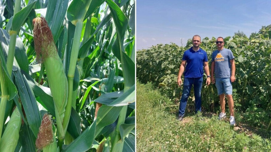 Kako Anto Perić unatoč sušnim uvjetima ipak očekuje dobar urod?