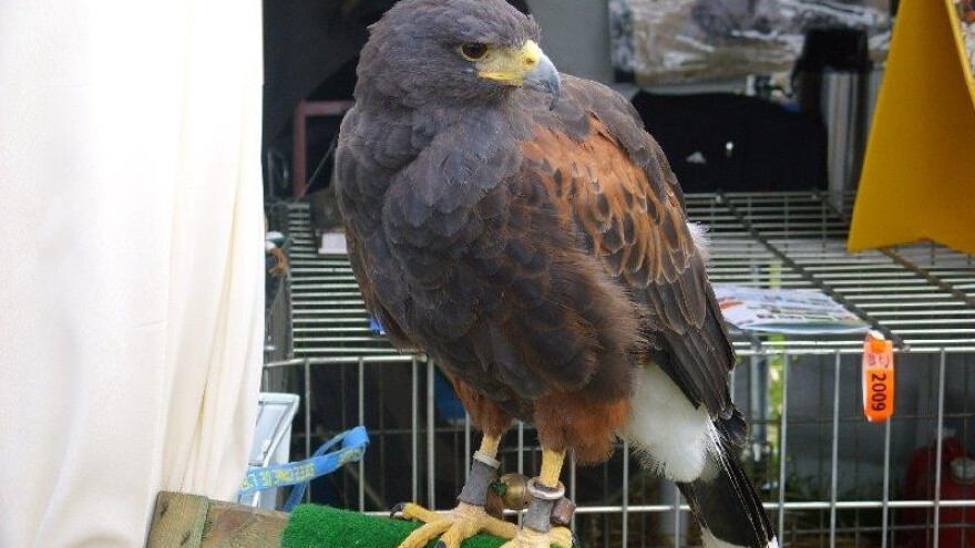 Lovstvo je širi pojam od lova, šansa za razvoj turizma