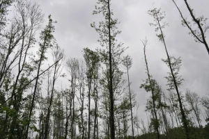 Propadanje poljskog jasena, ugrožene šume vrijede više od 11 milijardi kuna