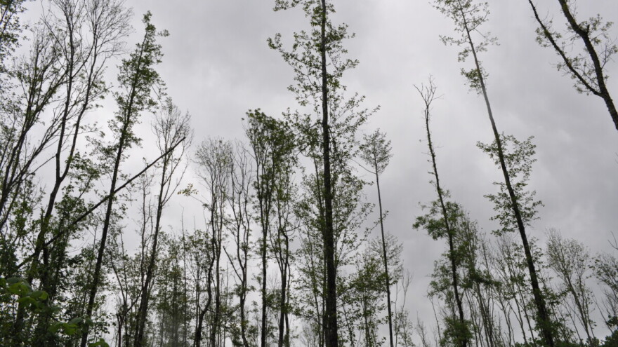 Propadanje poljskog jasena, ugrožene šume vrijede više od 11 milijardi kuna