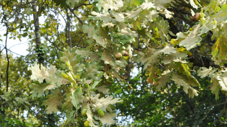 Uroda žira će ove godine biti, ali je upitno zbog suše i napada mrežaste stjenice koliko