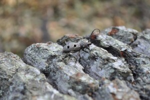 Hrvatska je s aspekta biološke raznolikosti jedna od najbogatijih zemalja Europe
