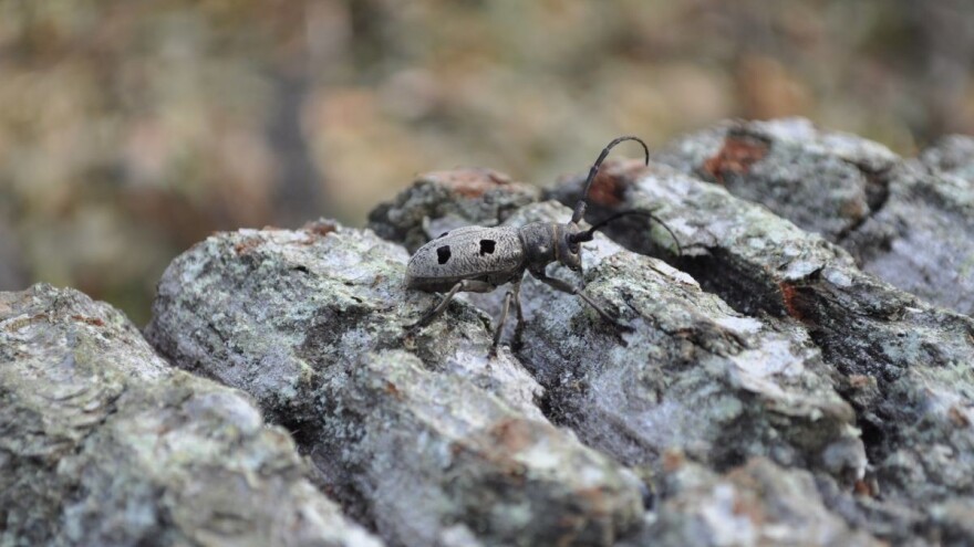 Hrvatska je s aspekta biološke raznolikosti jedna od najbogatijih zemalja Europe