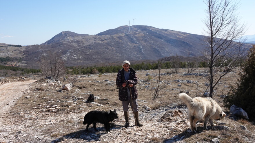 Pašnjačke površine za planinske krajeve život znače, a korisne su i za šumarstvo