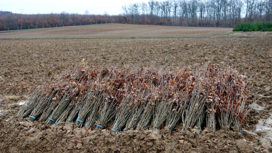 Alarmantno stanje: Hrast kitnjak treću godinu bez uroda