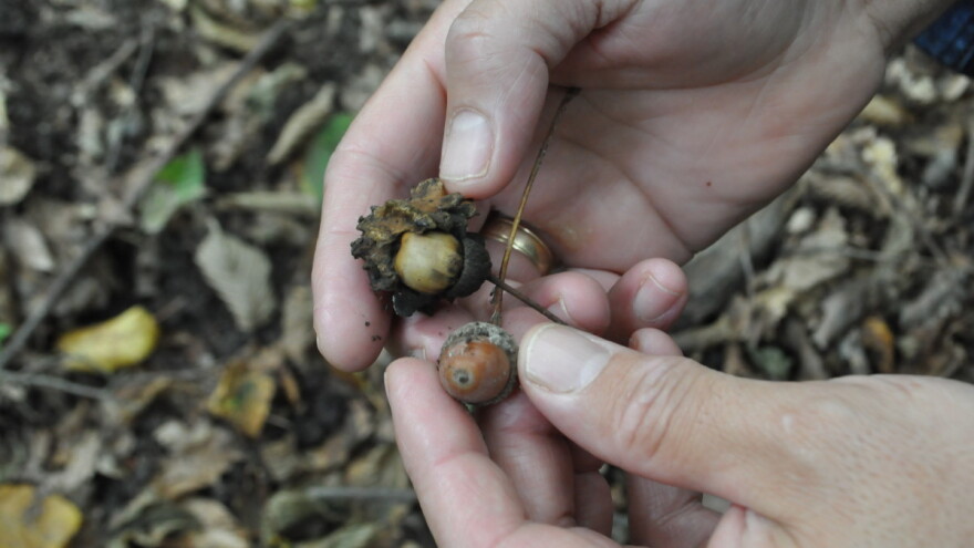 Nikad gora godina u pogledu sakupljenog šumskog reprodukcijskog materijala