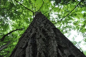 Crni orah je naša najcjenjenija alohtona vrsta -  ima široku paletu uporabljivosti