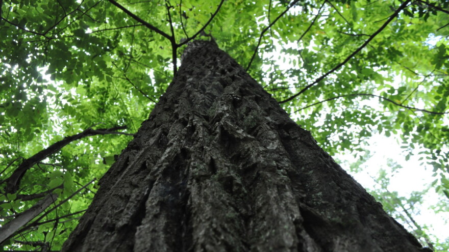 Crni orah je naša najcjenjenija alohtona vrsta -  ima široku paletu uporabljivosti