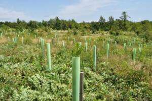Šumarstvo je bitan faktor ruralnog razvoja, u tijeku su konverzije sastojina i kultura