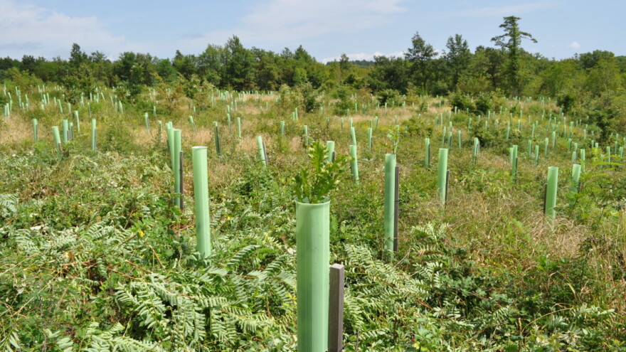 Šumarstvo je bitan faktor ruralnog razvoja, u tijeku su konverzije sastojina i kultura