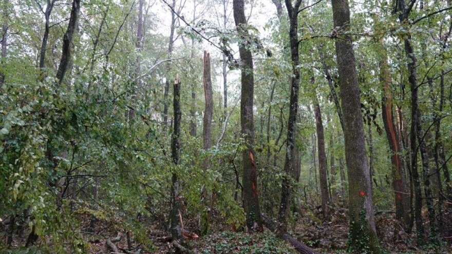 Vjetrolom u UŠP Bjelovar: Šumari krenuli u sanaciju posljedica teške oluje