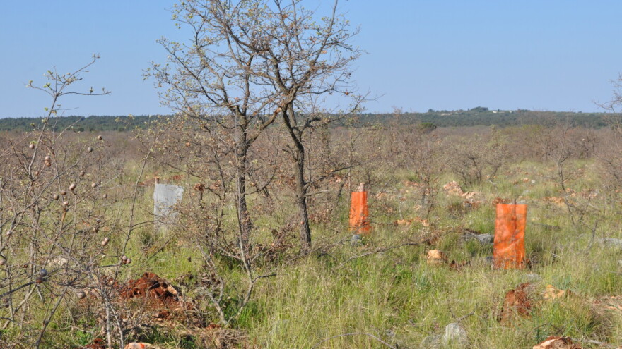 Europskim novcem poboljšati kvalitetu i otpornost sastojina na klimatske promjene