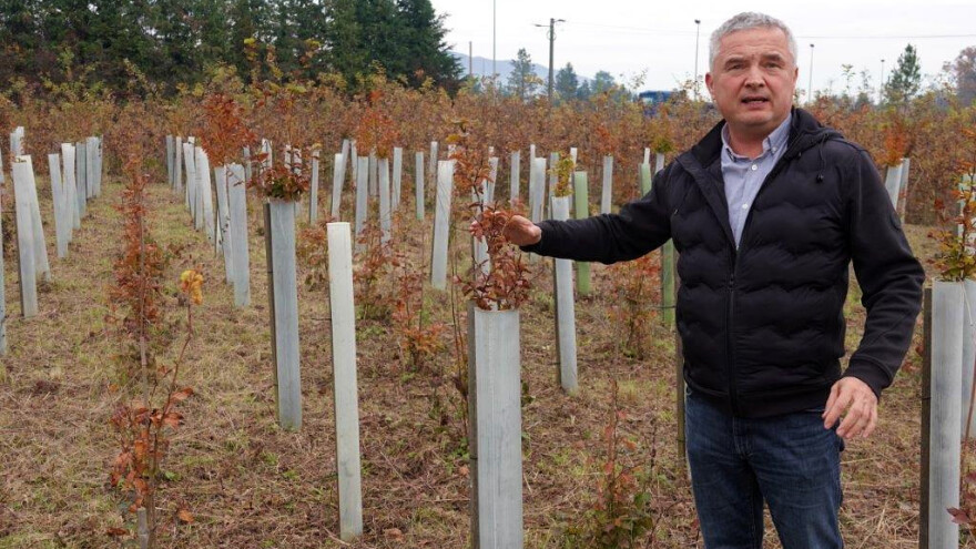 Izostanak uroda sjemena šumskih vrsta temeljni je problem šumarstva budućnosti