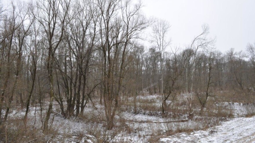 Tempo kojim jasen propada je zastrašujuć, zamijenit će ga lužnjak?