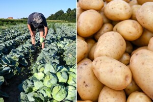 BiH zaštitila još četiri svoja tradicionalna proizvoda