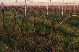 Financijske omotnice za minirano zemljište i sektor vina