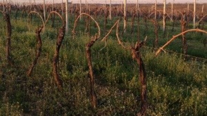 Financijske omotnice za minirano zemljište i sektor vina