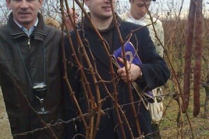 Orezani prvi trsi iločkih vinograda