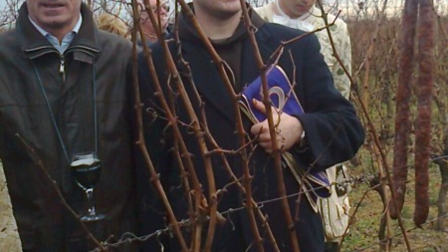 Orezani prvi trsi iločkih vinograda