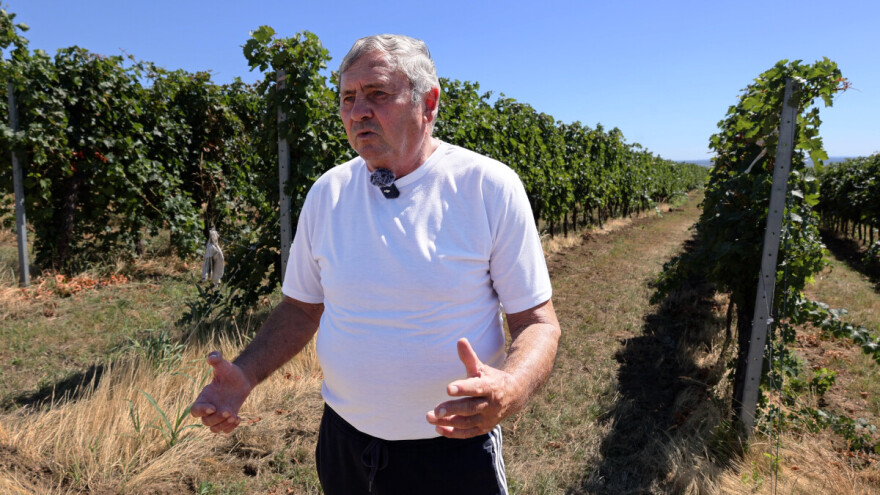 Berba grožđa podruma Kolar: Trudimo se da opterećenost trsa bude mala zbog kvalitete