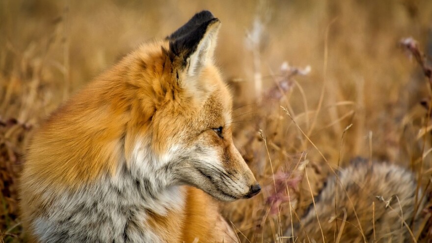 Javite se na natječaj, milijun kuna za smanjenje brojnog stanja lisica i čagljeva
